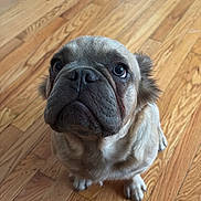 Poppa Bear is registered to the contest to win money with this photo: animal, canine, companion, curious, cute, dog, domestic_animal, flooring, footwear, furniture_edge, home, indoors, light, looking_up, paw, pet, pug, puppy, small_dog, wooden_floor
