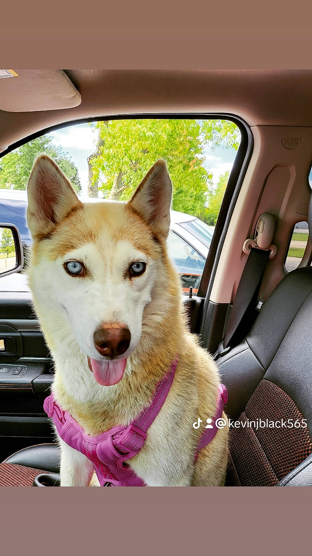 Luna Grace joined the competition — help win amazing prizes! automotive_exterior, car, carnivore, collar, companion_dog, dog, dog_breed, fawn, jaw, motor_vehicle, plant, snout, tire, tree, vehicle, vehicle_door, wheel, white, window, working_animal