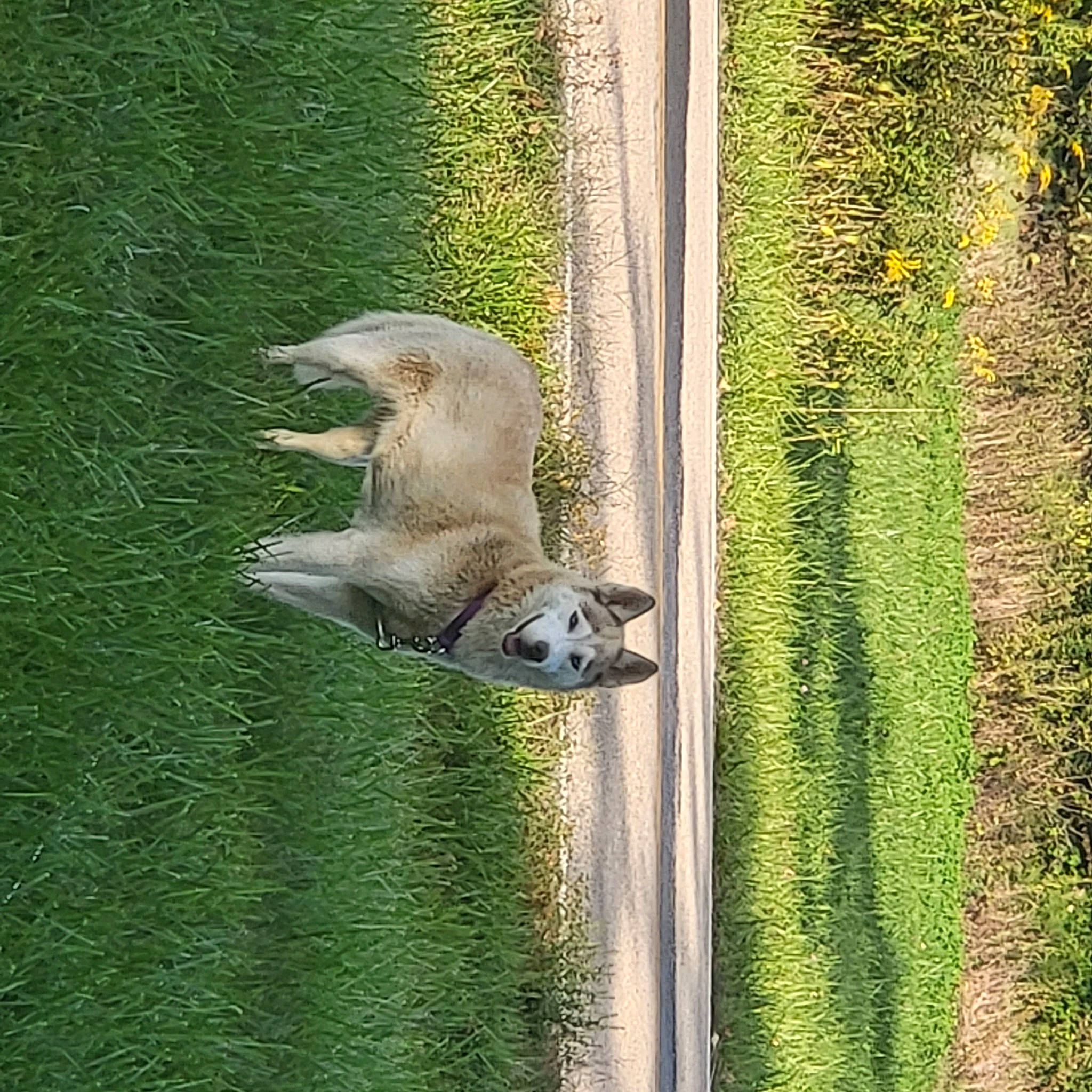 Luna Grace is registered to the contest to win money with this photo: beak, carnivore, fawn, felidae, grass, grass_family, grey_squirrel, landscape, plant, plant_stem, rodent, squirrel, tail, terrestrial_animal, tree, trunk, water, wildlife, window, wood