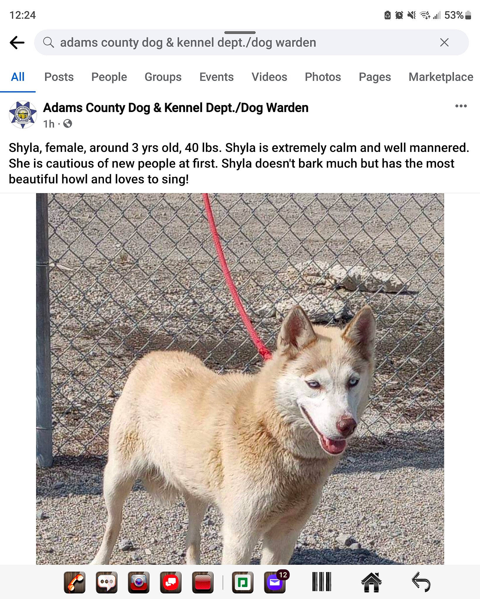 Luna Grace joined the competition — help win amazing prizes! adaptation, ancient_dog_breeds, canidae, canis, carnivore, collar, companion_dog, dog, dog_breed, font, kintamani, nature, organism, pet_supply, photo_caption, screenshot, sporting_group, terrestrial_animal, wildlife, working_dog