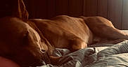 Chief joined the competition — help win amazing prizes! animal, bed, blanket, brown_dog, canine, comfort, cozy, dog, furniture, indoor, nap, peaceful, pet, quiet, relaxing, resting, sleeping, sunlight, warm_light, wood_paneling