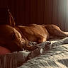 dog, sleeping, bed, blanket, brown_dog, cozy, indoor, sunlight, wood_paneling, relaxing, pet, resting, warm_light, comfort, canine, animal, nap, quiet, peaceful, furniture