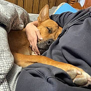 Chief joined the competition — help win amazing prizes! dog, sleeping, person, hand, blanket, bed, wooden_wall, cozy, indoors, comfort, resting, casual_clothing, paw, home, furniture, blue_pillow, warm_lighting, relaxation, nap, affection