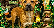 Chief joined the competition — help win amazing prizes! dog, st_patricks_day, irish_flags, shamrocks, gold_coins, pots_of_gold, green_decorations, festive_lights, holiday_theme, curtains, decorative_lights, celebration, brown_dog, indoors, holiday_decor, ornaments, festive_scene, holiday_spirit, leprechaun_hat, greenery