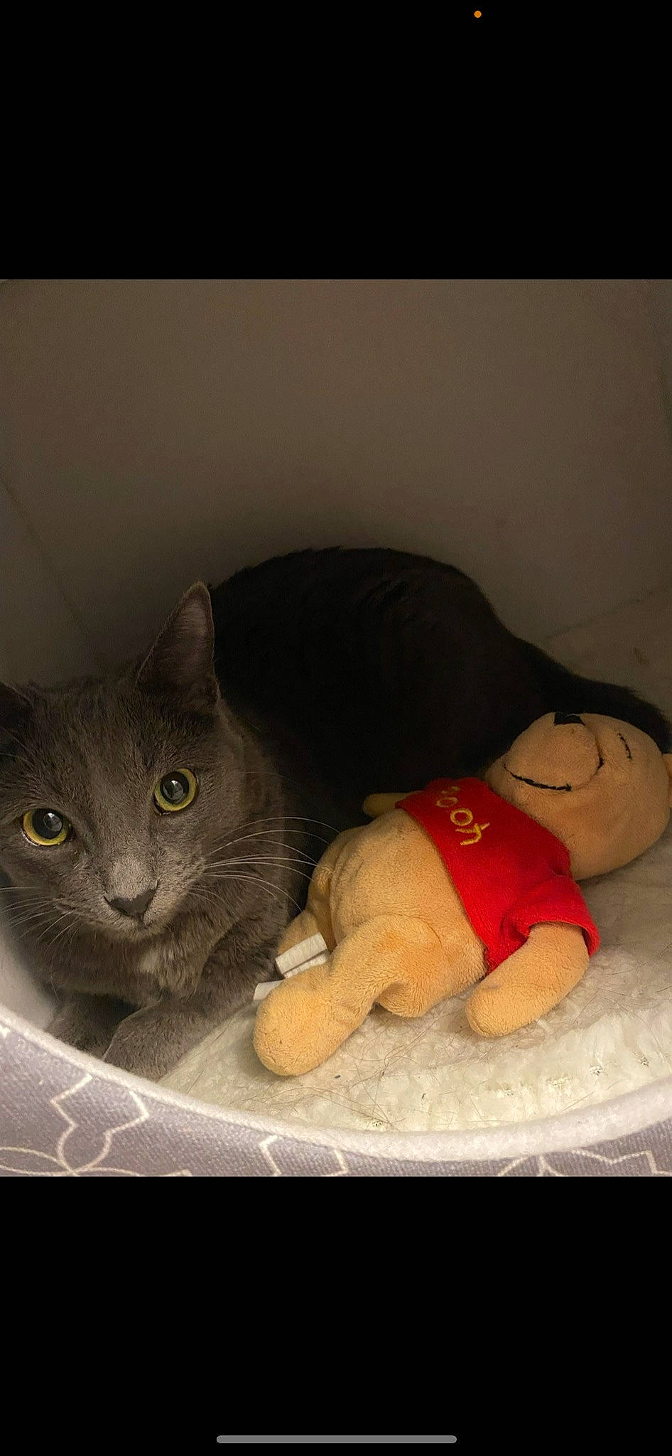 Rio is registered to the contest to win money with this photo: bed, carmine, carnivore, cat, comfort, couch, domestic_short_haired_cat, felidae, fur, lap, linens, paw, russian_blue, sitting, small_to_medium_sized_cats, stuffed_toy, tail, teddy_bear, toy, whiskers