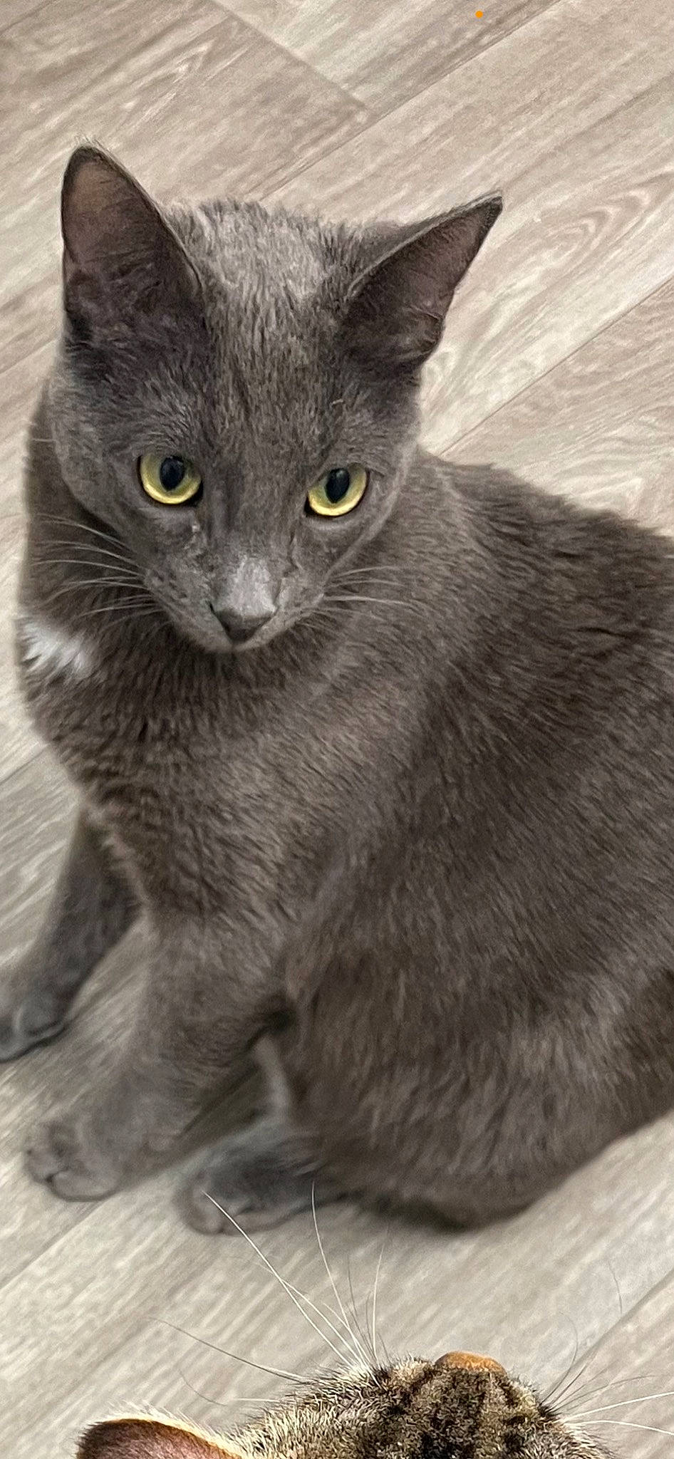 Rio is registered to the contest to win money with this photo: carnivore, cat, domestic_short_haired_cat, eye, felidae, fur, grey, monochrome, monochrome_photography, russian_blue, small_to_medium_sized_cats, snout, terrestrial_animal, whiskers, wildlife