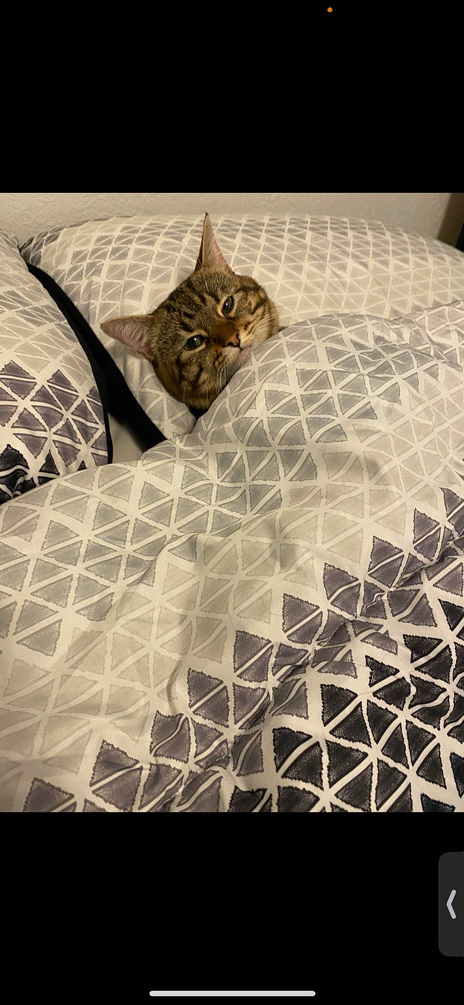 Fluff is registered to the contest to win money with this photo: bed_sheet, bedding, carnivore, cat, comfort, domestic_short_haired_cat, felidae, flooring, fur, grey, linens, mesh, metal, pattern, rectangle, room, small_to_medium_sized_cats, tail, terrestrial_animal, whiskers