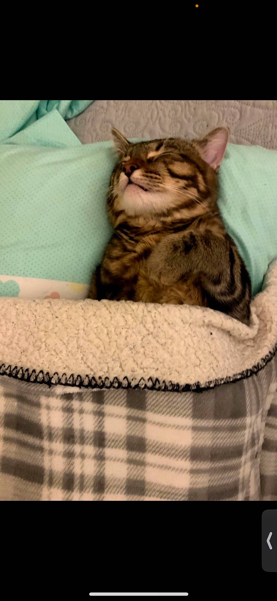 Fluff joined the competition — help win amazing prizes! bedding, carnivore, cat, cat_bed, cat_supply, comfort, domestic_short_haired_cat, felidae, fur, linens, pattern, plaid, small_to_medium_sized_cats, tartan, terrestrial_animal, textile, whiskers, wood