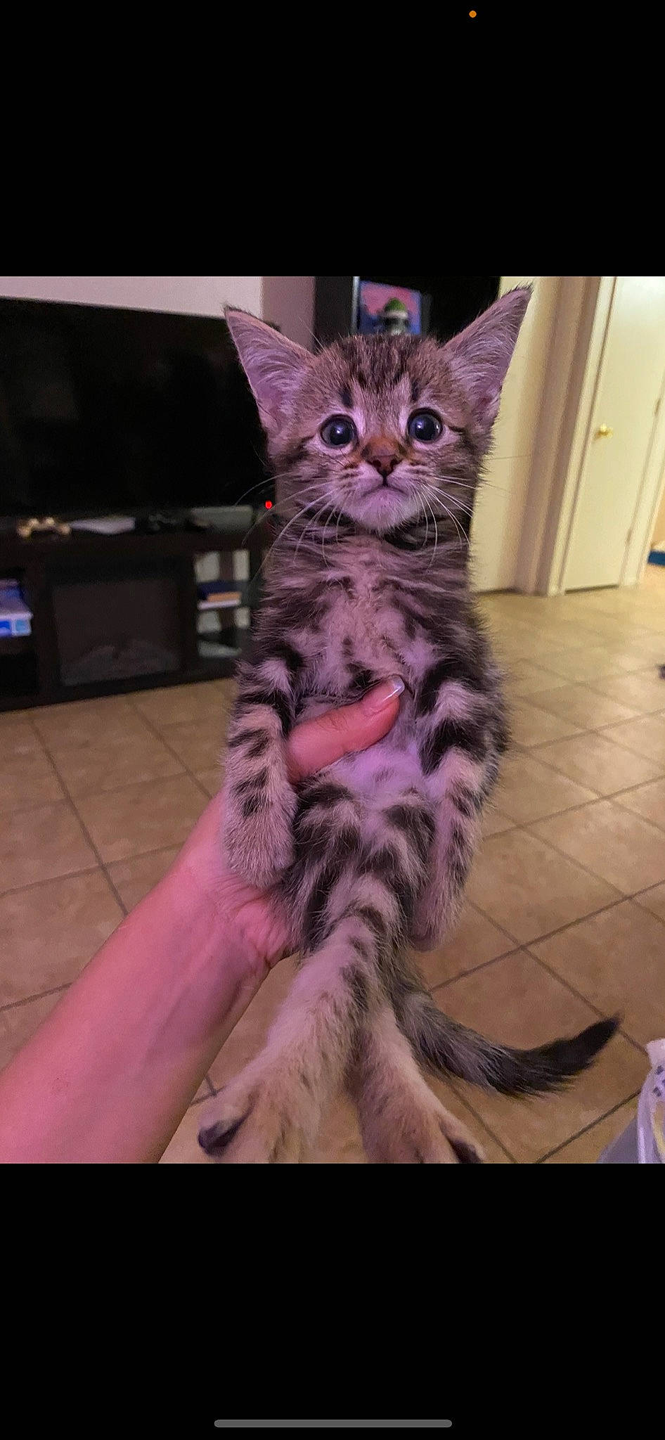 Fluff is registered to the contest to win money with this photo: carnivore, cat, claw, domestic_short_haired_cat, door, felidae, flooring, fur, lap, magenta, pattern, paw, purple, sitting, small_to_medium_sized_cats, snout, tail, television, whiskers