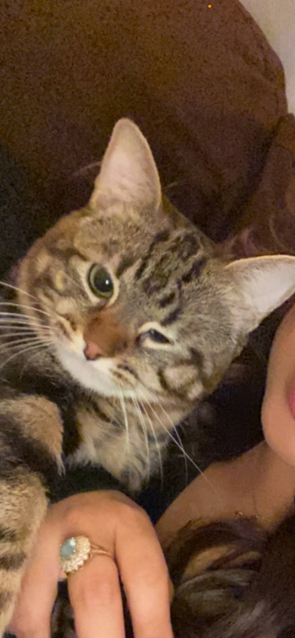 Fluff is registered to the contest to win money with this photo: carnivore, cat, claw, comfort, domestic_short_haired_cat, ear, felidae, fur, nail, paw, small_to_medium_sized_cats, snout, terrestrial_animal, whiskers, wildlife