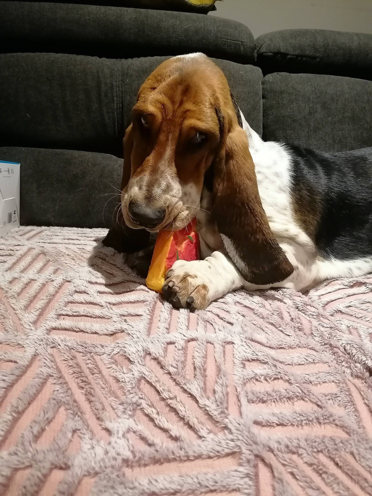Thérèse participe au concours pour gagner de l'argent avec cette photo : canidae, carnivore, comfort, companion_dog, couch, dog, dog_breed, dog_supply, fawn, flooring, hardwood, hound, linens, liver, pet_supply, scent_hound, snout, sporting_group, wood, working_animal
