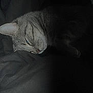 Ashton joined the competition — help win amazing prizes! animal, cat, closeup, cozy, cute, dark_background, domestic_cat, ear, face, feline, fur, gray_tabby, indoor, pet, quiet, relaxed, resting, shadow, sleeping, whiskers