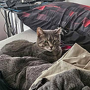 Ashton is registered to the contest to win money with this photo: cat, gray_tabby, blanket, clothes, pile, desk, computer_monitor, cables, indoor, furniture, cozy, relaxed, pet, fur, whiskers, home, electronics, messy, stuffed_toy, black_red_blanket