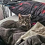 black_red_blanket, blanket, cables, cat, clothes, computer_monitor, cozy, desk, electronics, fur, furniture, gray_tabby, home, indoor, messy, pet, pile, relaxed, stuffed_toy, whiskers