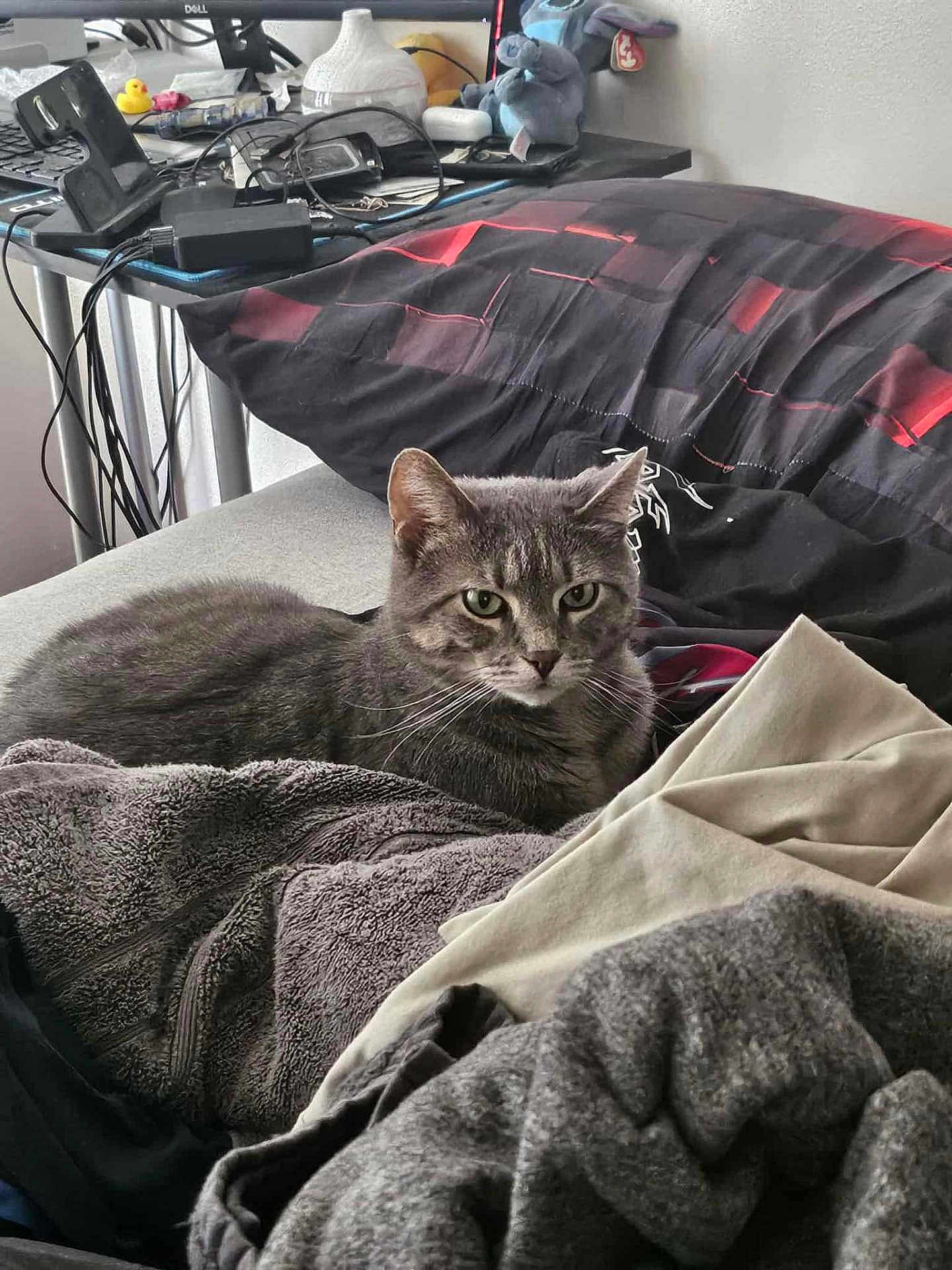Ashton is registered to the contest to win money with this photo: cat, gray_tabby, blanket, clothes, pile, desk, computer_monitor, cables, indoor, furniture, cozy, relaxed, pet, fur, whiskers, home, electronics, messy, stuffed_toy, black_red_blanket