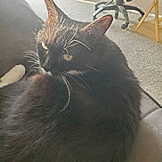 Bootsie is registered to the contest to win money with this photo: animal, black_cat, carpet, cat, chair, couch, cozy, domestic_cat, fur, furniture, home, indoor, living_room, natural_light, pet, relaxed, resting, whiskers, white_paws, window