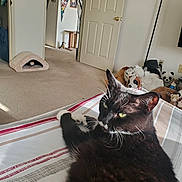 Bootsie is registered to the contest to win money with this photo: bedspread, black_and_white_cat, carpet, cat, cat_cave, cat_tree, door, ear, eye, furniture, home, indoor, pet, poster, relaxed, room, striped_bedspread, stuffed_animals, sunlight, whiskers