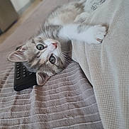 Ninja a rejoint le concours — aidez-le/la à gagner de superbes lots ! kitten, cat, bed, blanket, remote_control, fur, whiskers, paw, indoor, cute, pet, resting, curious, cozy, domestic_animal, striped, small_animal, sleepy, soft, young
