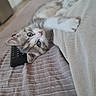 kitten, cat, bed, blanket, remote_control, fur, whiskers, paw, indoor, cute, pet, resting, curious, cozy, domestic_animal, striped, small_animal, sleepy, soft, young