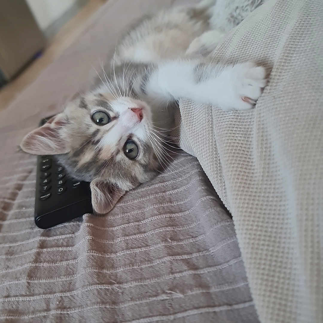 Ninja