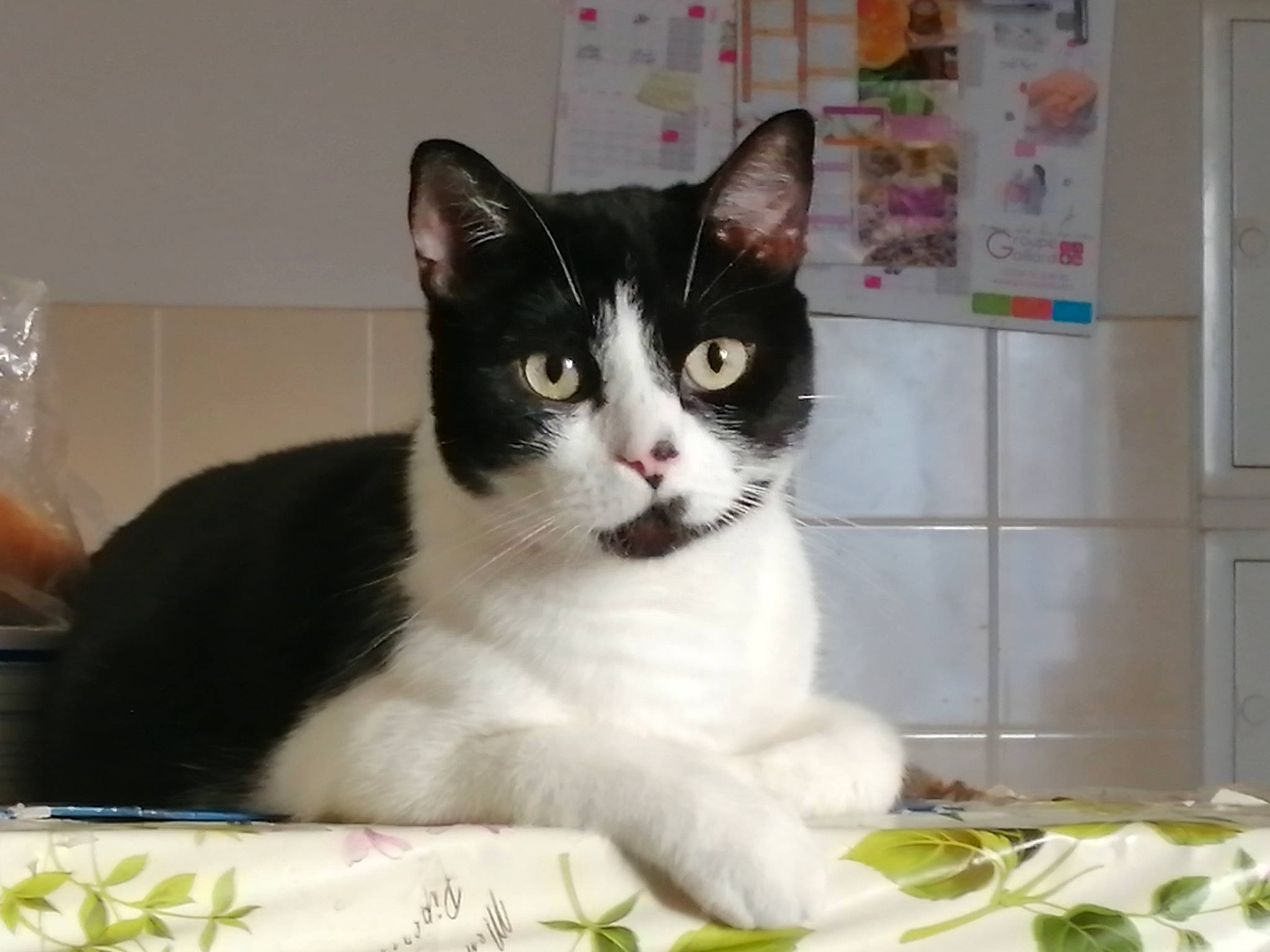 Titoune participe au concours pour gagner de l'argent avec cette photo : carnivore, cat, cat_supply, domestic_short_haired_cat, felidae, fur, paw, pet_supply, small_to_medium_sized_cats, snout, tail, whiskers, window