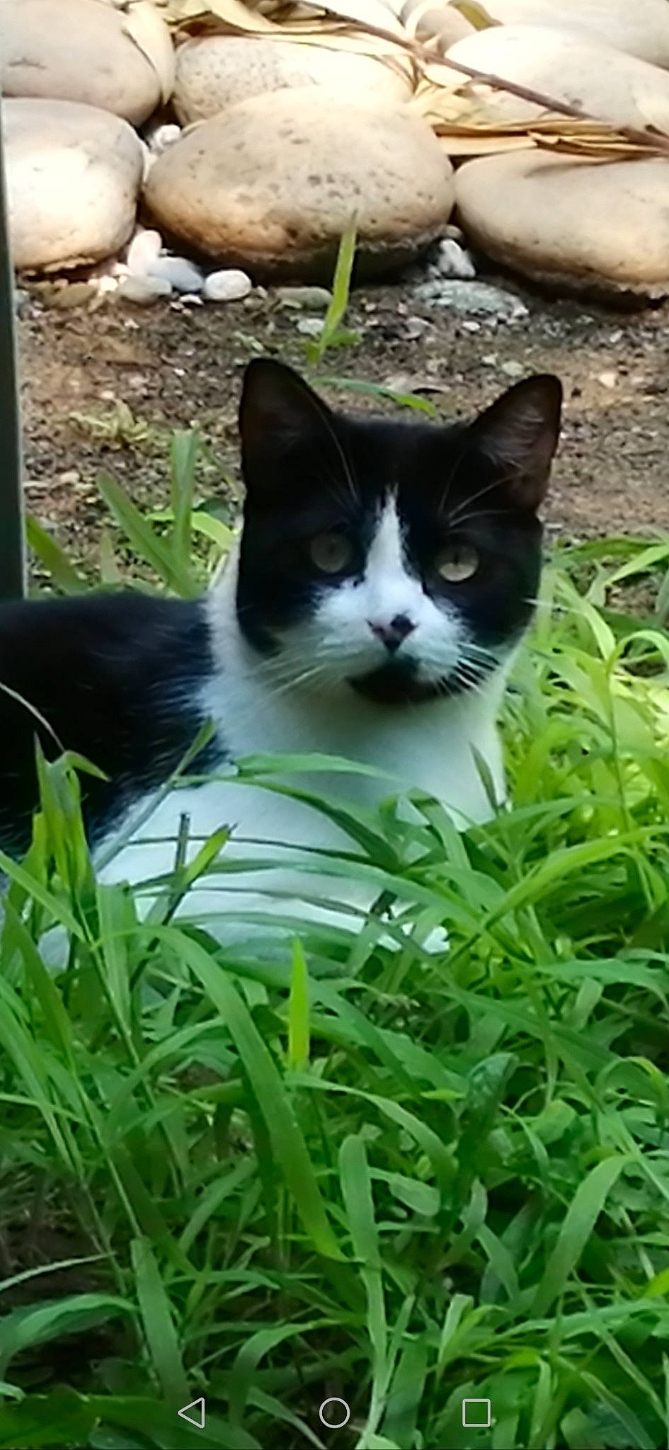 Titoune a rejoint le concours — aidez-le/la à gagner de superbes lots ! carnivore, cat, domestic_short_haired_cat, felidae, fur, garden, grass, green, groundcover, herb, lawn, leaf_vegetable, plant, shrub, small_to_medium_sized_cats, snout, tail, terrestrial_animal, tree, whiskers