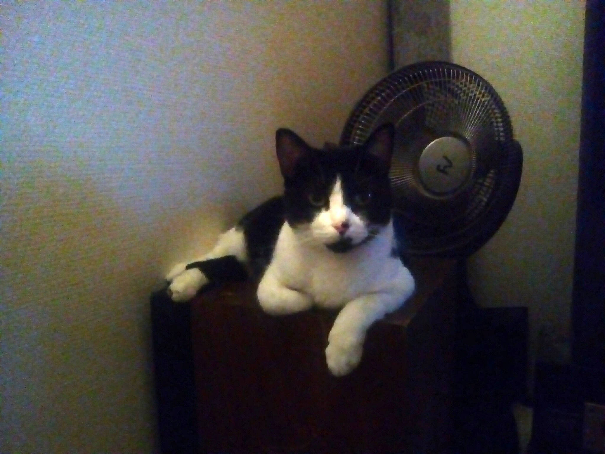 Titoune a rejoint le concours — aidez-le/la à gagner de superbes lots ! audio_equipment, carnivore, cat, circle, comfort, domestic_short_haired_cat, eye, felidae, flooring, fur, hardwood, head, mechanical_fan, paw, room, small_to_medium_sized_cats, snout, tail, whiskers, wood