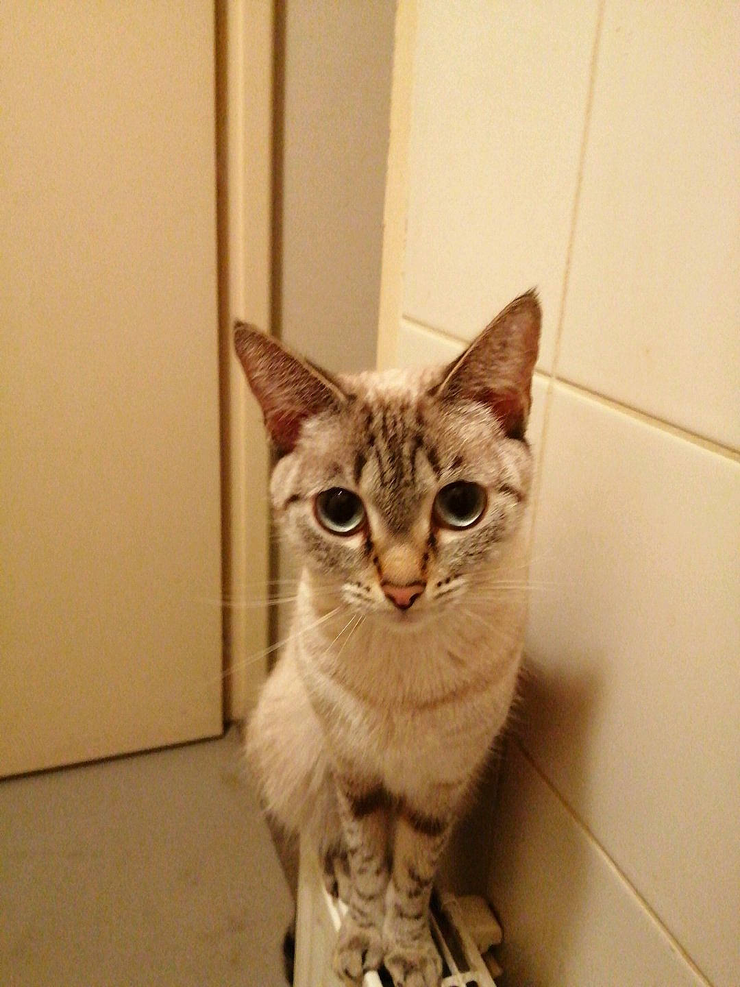 Nikita a rejoint le concours — aidez-le/la à gagner de superbes lots ! carnivore, cat, cat_furniture, collar, domestic_short_haired_cat, door, fawn, felidae, flooring, fur, metal, paw, sculpture, small_to_medium_sized_cats, snout, tail, whiskers, wildlife, wood