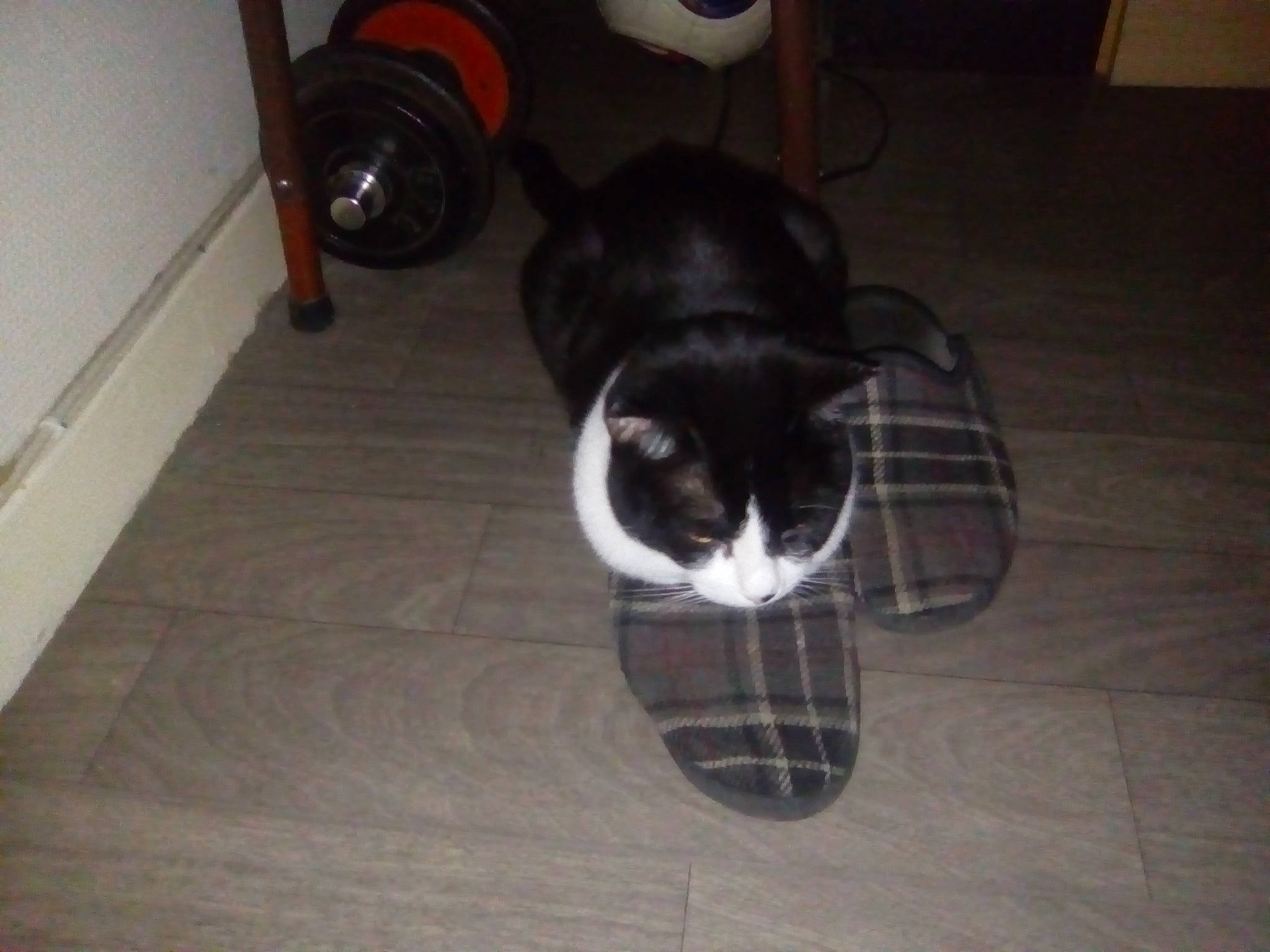 Titoune participe au concours pour gagner de l'argent avec cette photo : automotive_tire, carnivore, cat, comfort, dog_breed, domestic_short_haired_cat, felidae, floor, flooring, fur, hardwood, human_leg, small_to_medium_sized_cats, snout, sporting_group, tail, wheel, whiskers, wood, wood_flooring