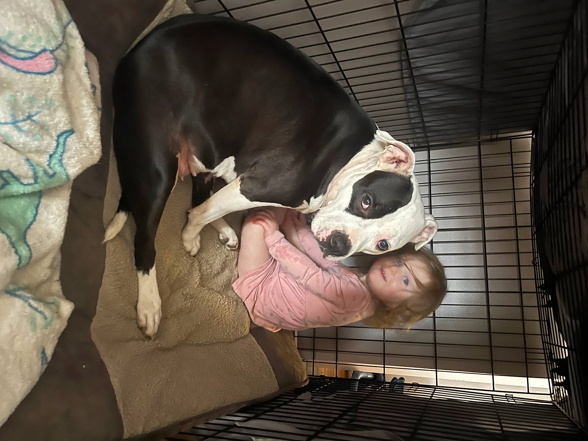 Zoey joined the competition — help win amazing prizes! animal_shelter, canidae, carnivore, comfort, companion_dog, dog, dog_breed, dog_crate, dog_supply, fawn, fur, guard_dog, kennel, non_sporting_group, pet_supply, snout, sporting_group, toy_dog, whiskers, working_animal