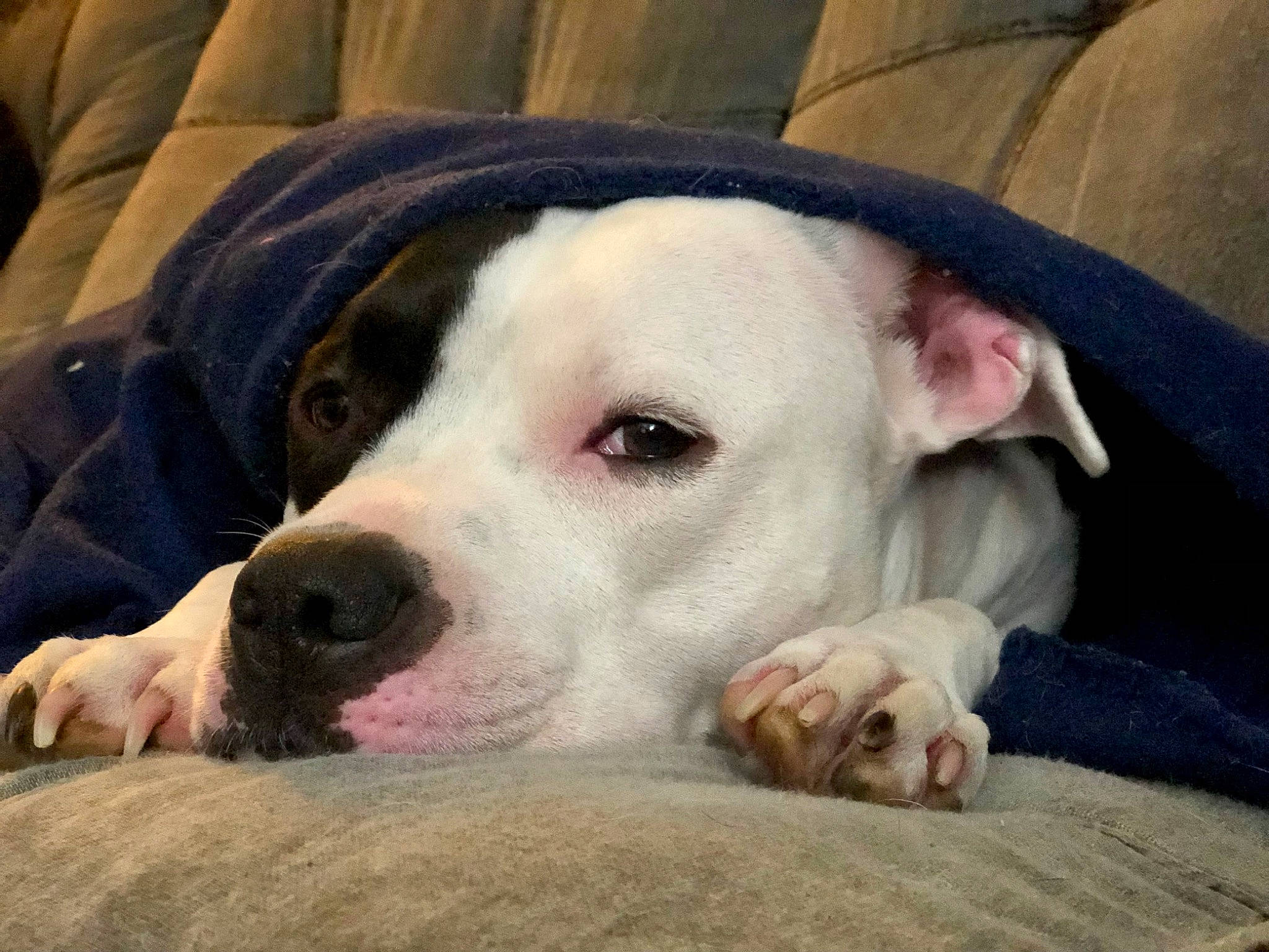 Zoey is registered to the contest to win money with this photo: carnivore, cloud, collar, comfort, companion_dog, dog, dog_breed, fur, linens, mammal, metal, no_expression, non_sporting_group, snout, sporting_group, terrestrial_animal, vertebrate, whiskers, working_animal