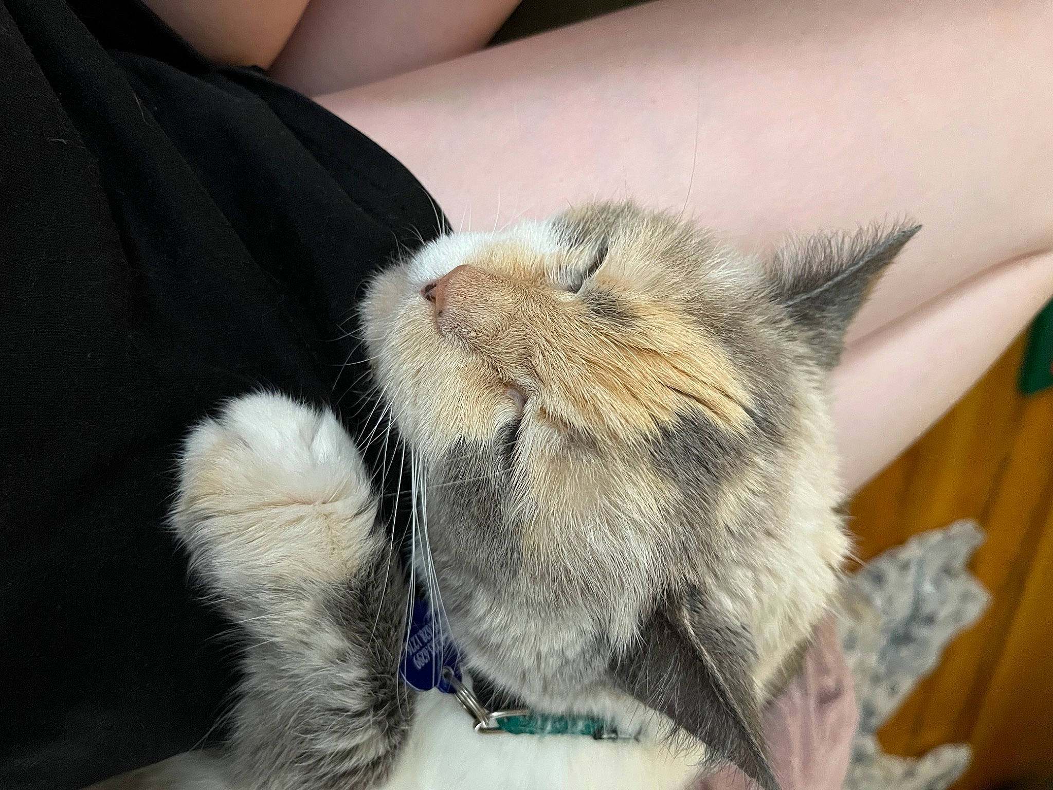 Aizlee joined the competition — help win amazing prizes! carnivore, cat, claw, comfort, domestic_short_haired_cat, ear, electric_blue, fawn, felidae, foot, fur, human_leg, nap, paw, sleep, small_to_medium_sized_cats, snout, tail, thai, whiskers