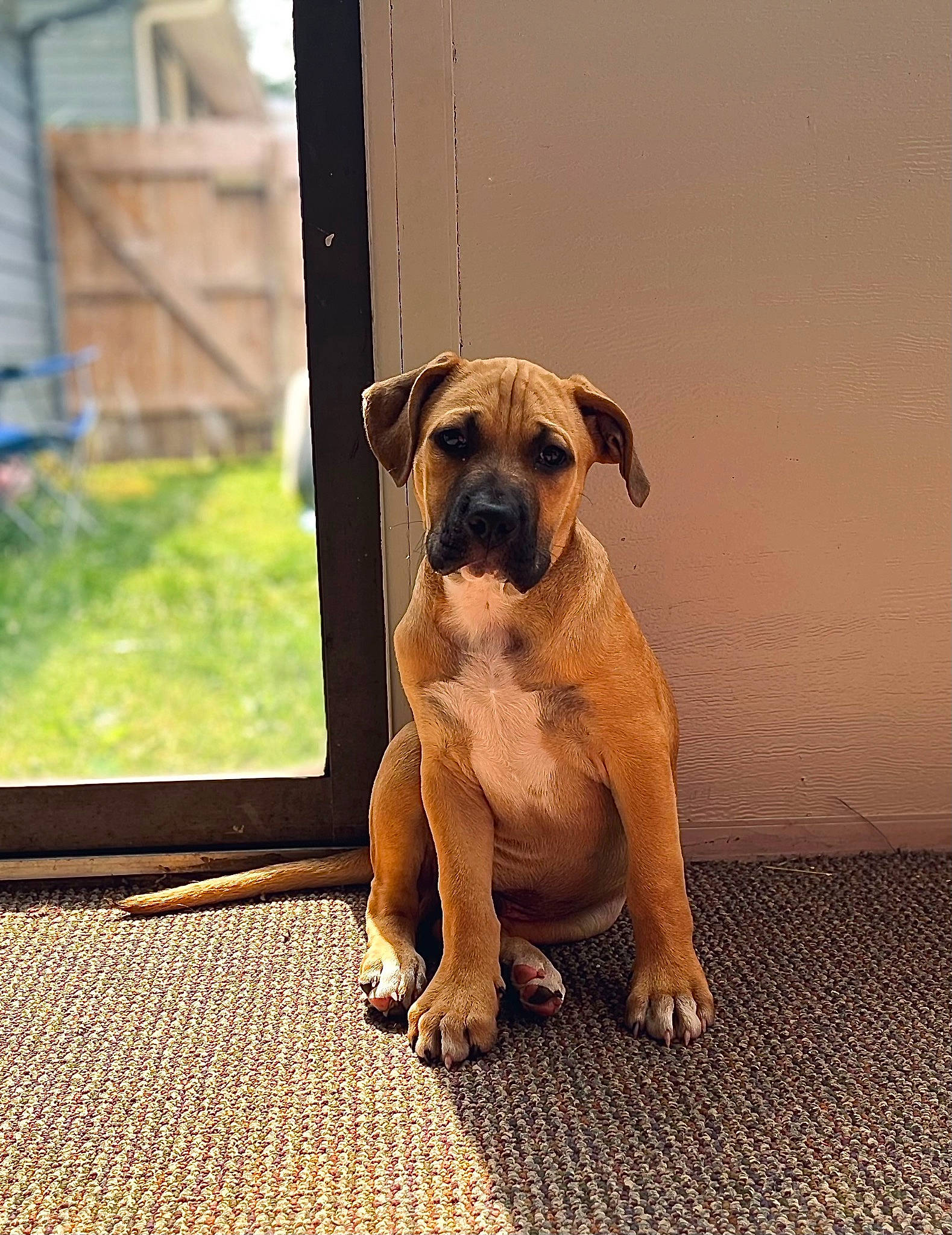 Luka is registered to the contest to win money with this photo: ancient_dog_breeds, canidae, carnivore, collar, companion_dog, dog, dog_breed, dog_collar, fawn, flooring, molosser, non_sporting_group, paw, pet_supply, snout, sporting_group, toy_dog, wood, working_animal, working_dog