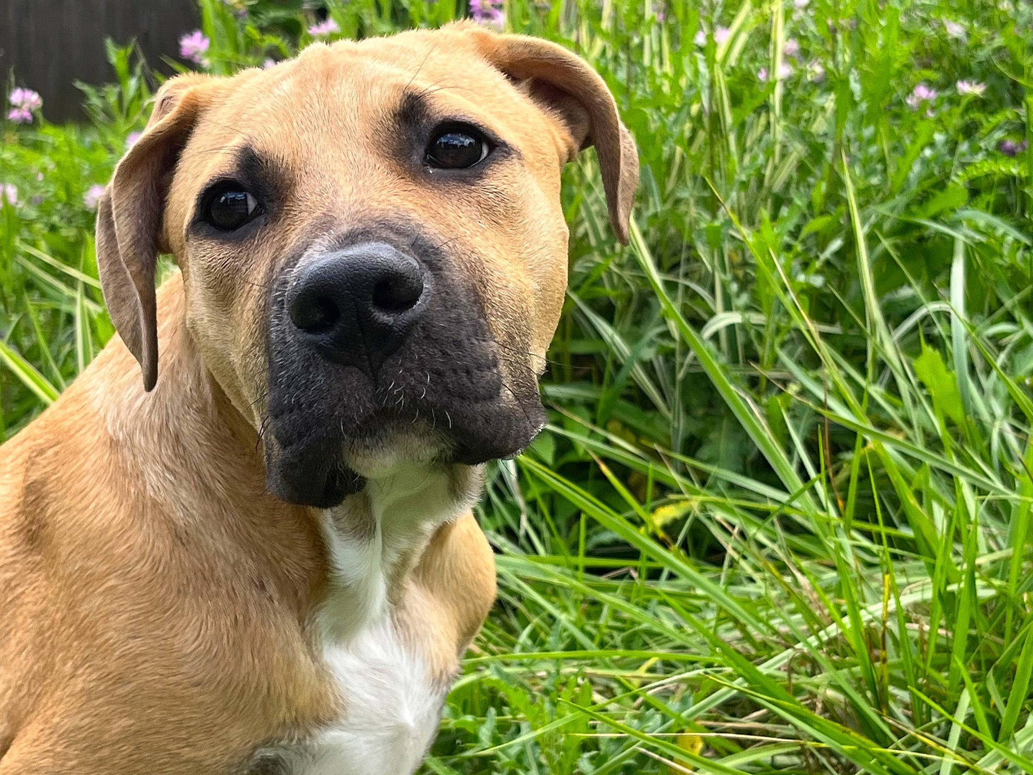 Luka joined the competition — help win amazing prizes! ancient_dog_breeds, canidae, carnivore, companion_dog, dog, dog_breed, dog_collar, grass, grassland, guard_dog, herbaceous_plant, hierochloe, plant, puppy, sedge_family, snout, sporting_group, terrestrial_animal, whiskers, working_dog