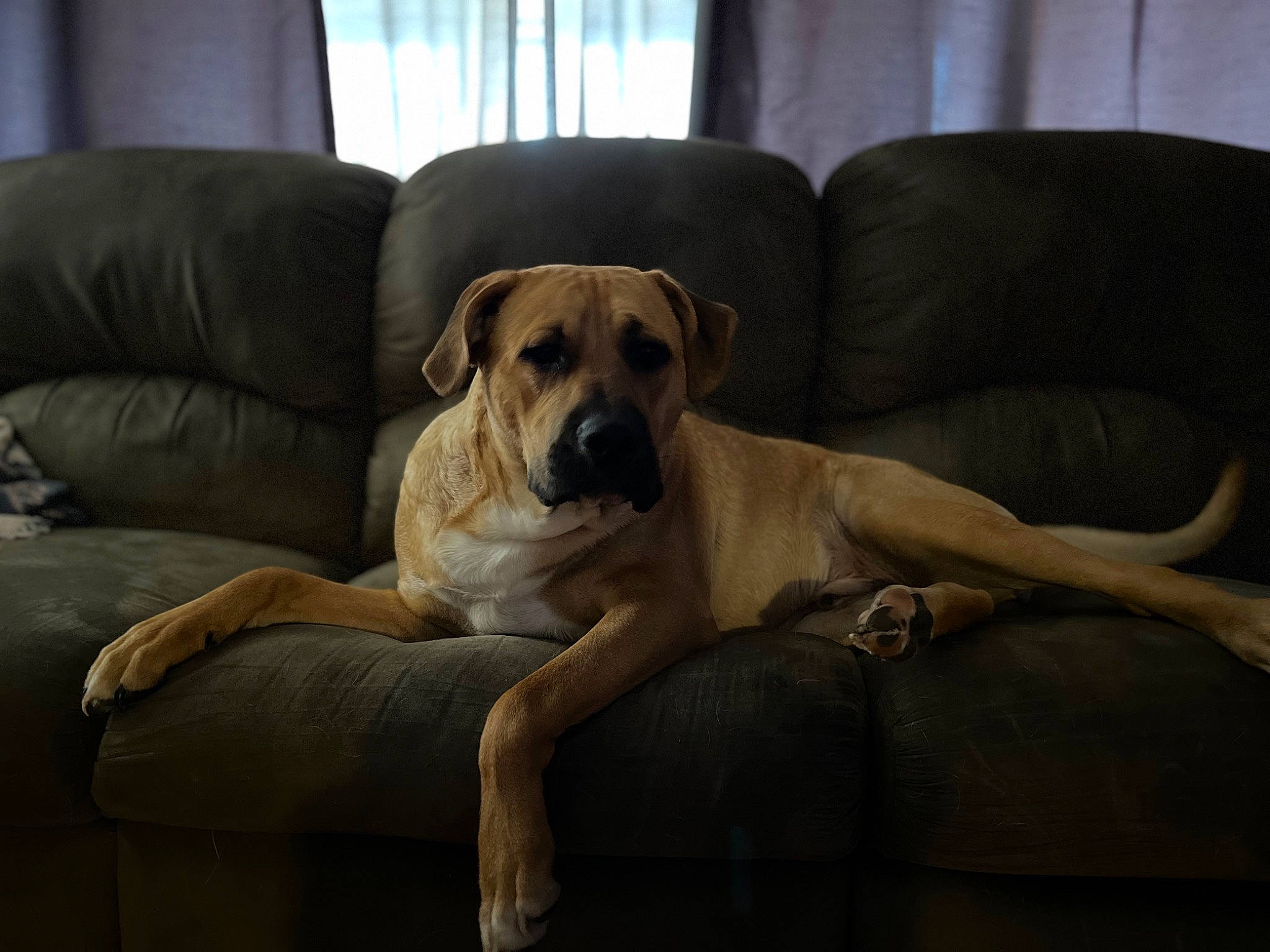Luka is registered to the contest to win money with this photo: carnivore, comfort, companion_dog, couch, dog, dog_breed, dog_supply, fawn, floor, flooring, fur, guard_dog, hardwood, sporting_group, studio_couch, tail, whiskers, wood, working_animal, wrinkle