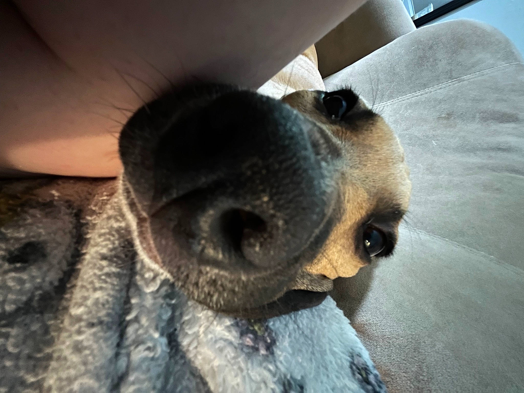 Luka joined the competition — help win amazing prizes! canidae, carnivore, claw, comfort, companion_dog, dog, dog_breed, ear, fawn, fur, nap, non_sporting_group, paw, puppy, snout, sporting_group, terrestrial_animal, whiskers, working_animal