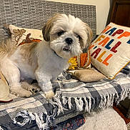 Kirk is registered to the contest to win money with this photo: dog, pet, bench, blanket, pillow, fall, autumn, indoor, cozy, decor, woven, fur, small_dog, plush, home, carpet, wooden_furniture, pattern, textile, relaxed