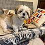 dog, pet, bench, blanket, pillow, fall, autumn, indoor, cozy, decor, woven, fur, small_dog, plush, home, carpet, wooden_furniture, pattern, textile, relaxed