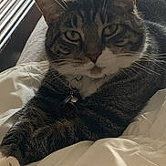 Goku joined the competition — help win amazing prizes! cat, tabby, pet, indoor, relaxed, lying_down, blanket, fur, whiskers, collar, bed, resting, cute, animal, domestic, mammal, sleepy, paw, face, feline