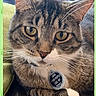 Goku joined the competition — help win amazing prizes! cat, tabby_cat, pet, indoor, close_up, collar, tag, yellow_eyes, fur, whiskers, paw, blanket, furniture, person, relaxed, animal, domestic_cat, portrait, cute, resting