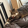 Goku joined the competition — help win amazing prizes! cat, tabby_cat, leather_couch, indoor_plant, window, domestic, pet, relaxed, feline, stretching, brown, white_paws, curious, home_interior, natural_light, furniture, cozy, resting, animal, indoor