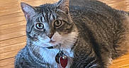 Goku joined the competition — help win amazing prizes! cat, tabby_cat, indoor, wooden_floor, pet, feline, paws, collar, tag, curious, relaxed, animal, domestic_cat, flooring, fur, whiskers, ears, eyes, resting, household