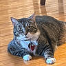 cat, tabby_cat, indoor, wooden_floor, pet, feline, paws, collar, tag, curious, relaxed, animal, domestic_cat, flooring, fur, whiskers, ears, eyes, resting, household