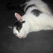 Vodka participe au concours pour gagner de l'argent avec cette photo :