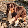 Velcro a rejoint le concours — aidez-le/la à gagner de superbes lots ! animal, black_fur, brown_fur, canine, closeup, daylight, dog, fluffy, fur, looking, mammal, nature, outdoor, pet, portrait, standing, stone_path, sunlight, walking, white_fur