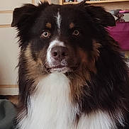 Velcro a rejoint le concours — aidez-le/la à gagner de superbes lots ! animal, black, bookshelf, brown, canine, closeup, dog, domestic, eyes, face, fluffy, fur, furry, home, indoors, looking, pet, portrait, sitting, white