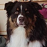 dog, pet, indoors, furry, closeup, portrait, animal, canine, fluffy, brown, white, black, eyes, face, fur, sitting, looking, home, bookshelf, domestic