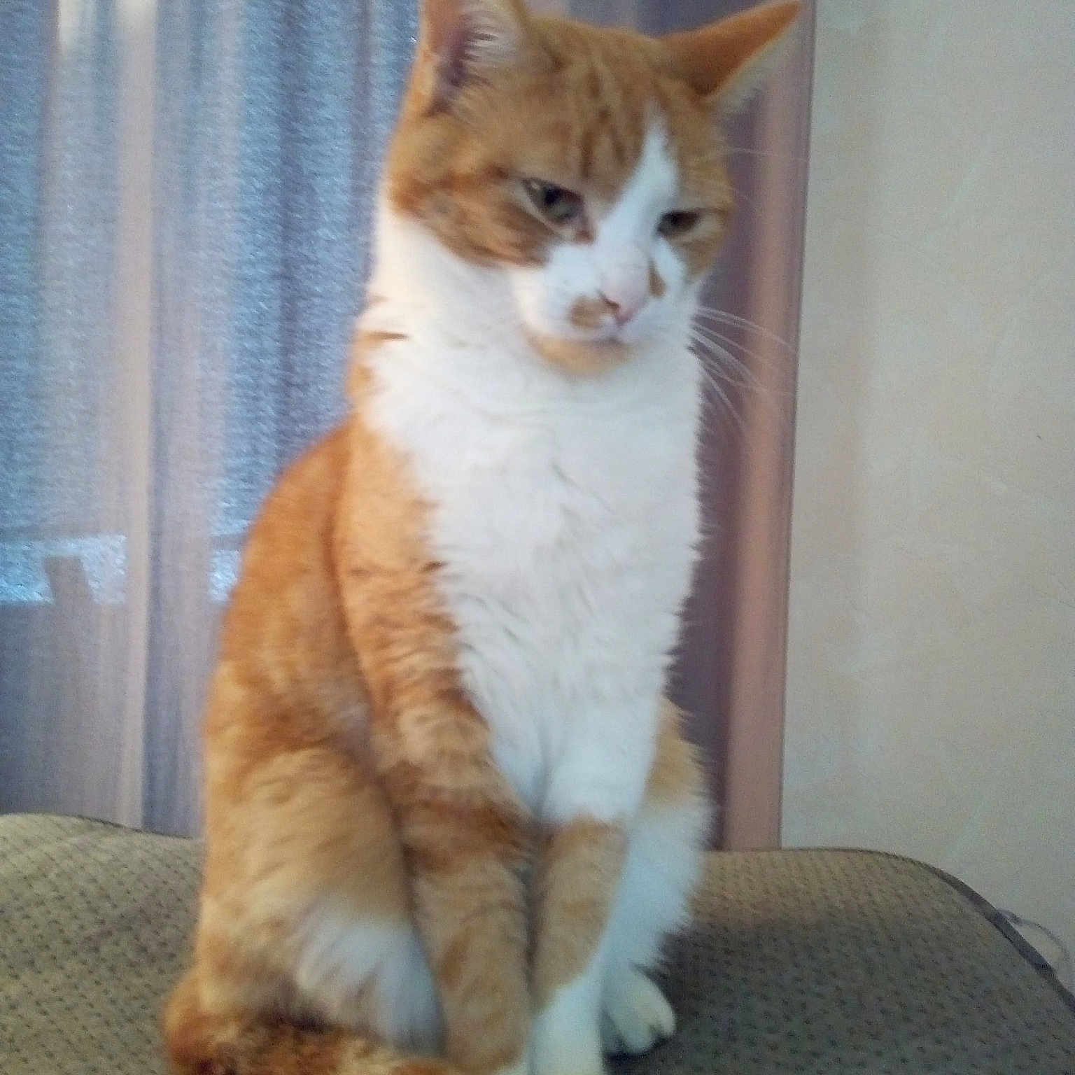 Babelutte