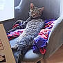 cat, tabby, chair, clothing, indoor, relaxed, feline, pet, fur, striped, resting, comfortable, domestic, animal, sleepy, cozy, home, soft, seat, laid_back