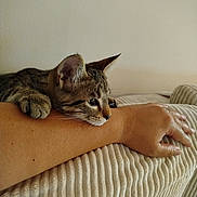 Anatol participe au concours pour gagner de l'argent avec cette photo : cat, kitten, tabby, paw, ear, person, arm, hand, couch, fabric, texture, indoor, furniture, relaxing, resting, cute, pet, animal, closeup, cozy